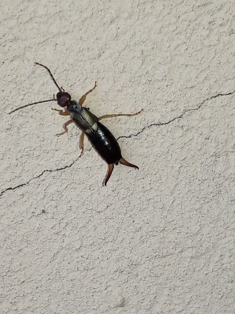 Forficula auricularia - közönséges fülbemászó