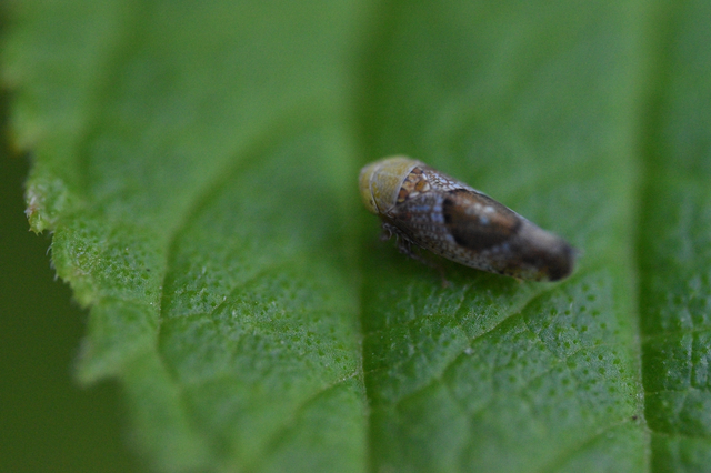 Hishimonus hamatus