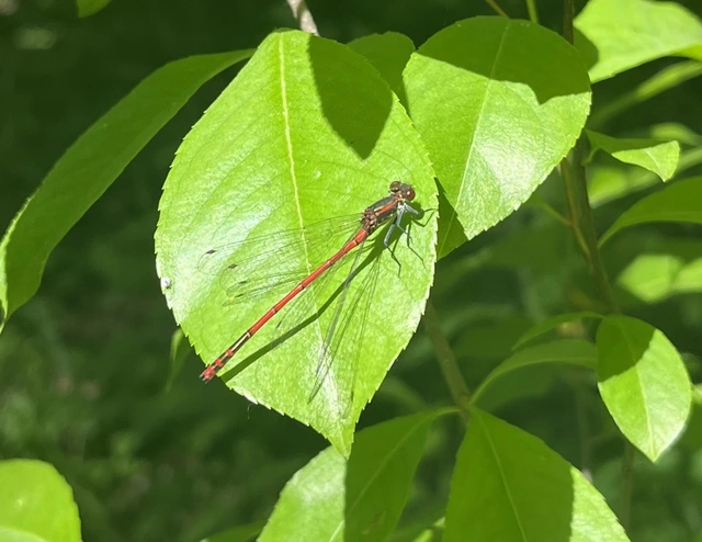 Pyrrhosoma nymphula interposita - vörös légivadász