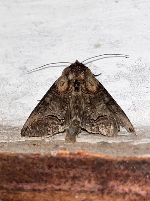 Abrostola triplasia - közönséges csalánbagoly