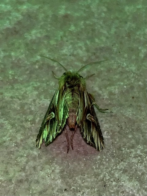 Actinotia polyodon - nagy sugarasbagoly
