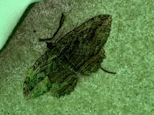 Philereme transversata - varjútövis-araszoló