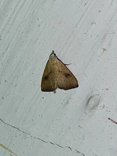 Rivula sericealis - selymes lórombagoly
