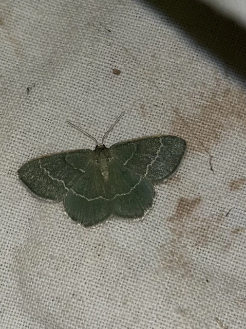 Chlorissa viridata/cloraria