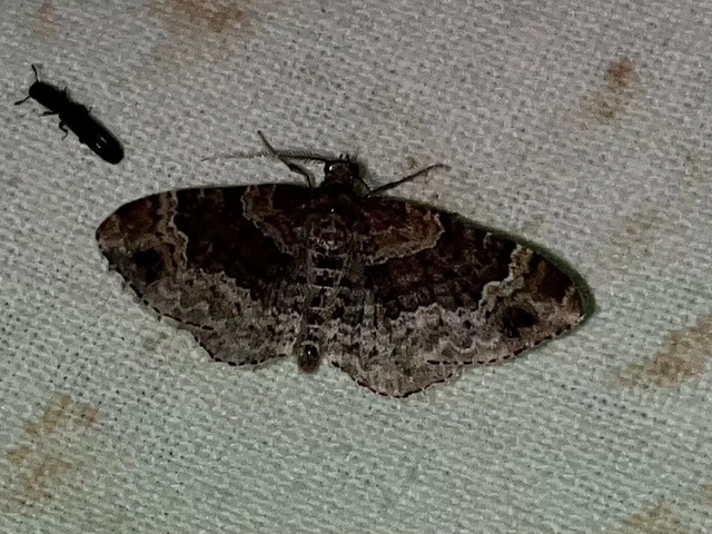 Xanthorhoe spadicearia - sávos tarkaaraszoló
