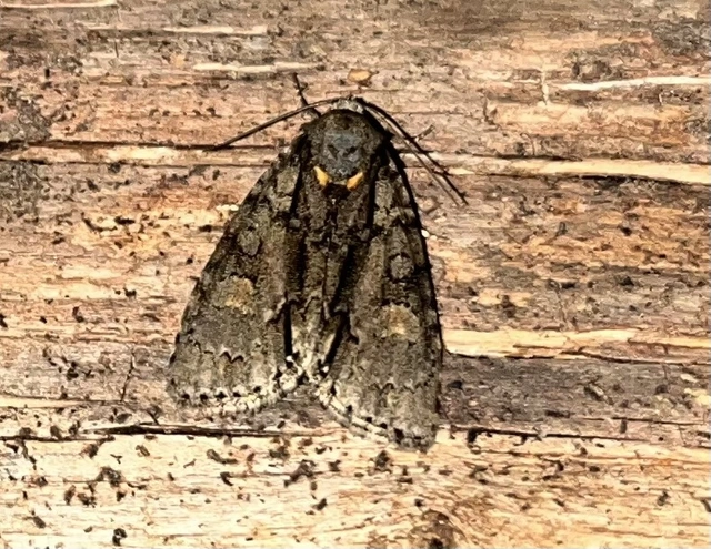 Acronicta strigosa - kis szigonyosbagoly