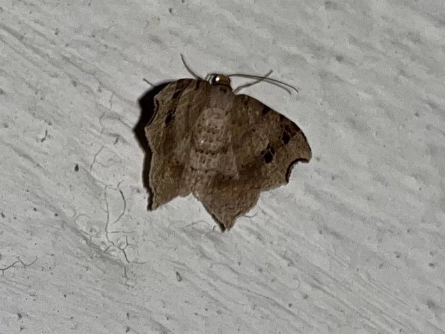 Macaria alternata - közönséges szürkearaszoló