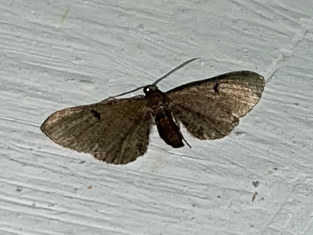 Eupithecia absinthiata - üröm-törpearaszoló