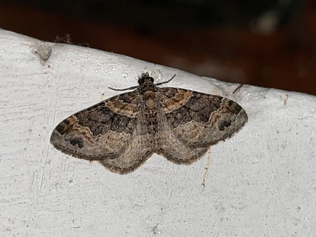 kerti tarkaaraszoló - Xanthorhoe ferrugata