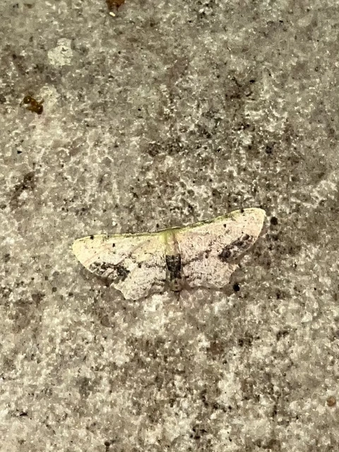 Idaea dimidiata - gyakori apróaraszoló
