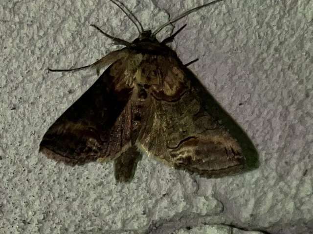 Abrostola triplasia - közönséges csalánbagoly