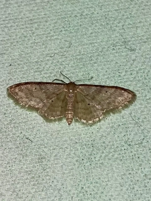 vörösszélű apróaraszoló - Idaea humiliata