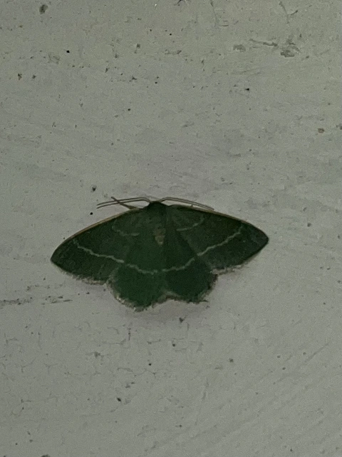 Chlorissa viridata - üdezöld araszoló