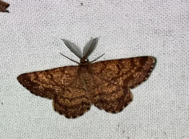 Ematurga atomaria - barna rétiaraszoló