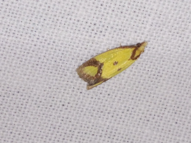 Agapeta zoegana - barnacsíkos sárgamoly