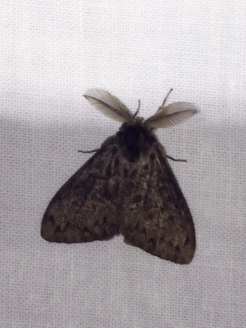 Lymantria monacha - apácalepke