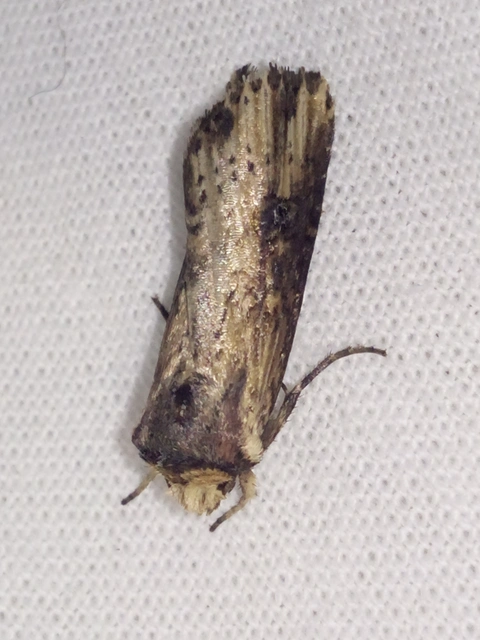 Axylia putris - vonalkás földibagoly