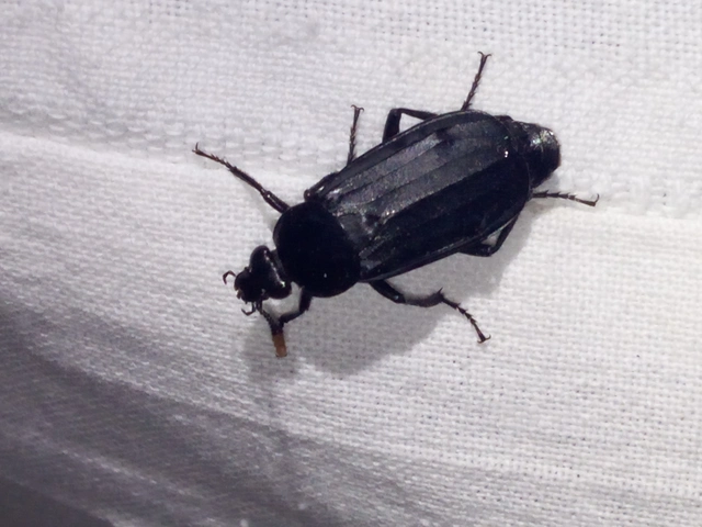 Necrodes littoralis - nagy dögbogár