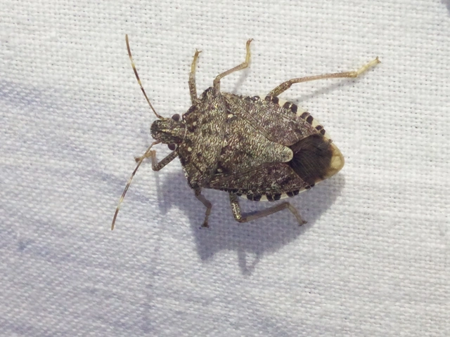 Halyomorpha halys - ázsiai márványospoloska