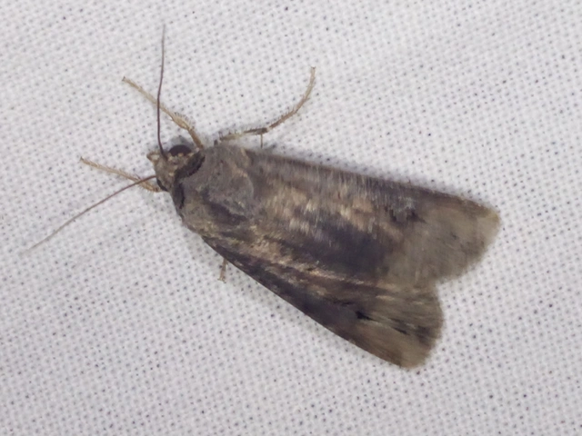 Agrotis ipsilon - nagy földibagoly