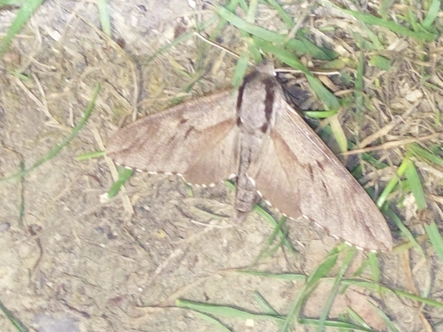 Hyloicus pinastri - fenyőszender
