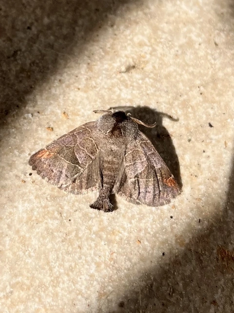 apró levélszövő - Clostera pigra