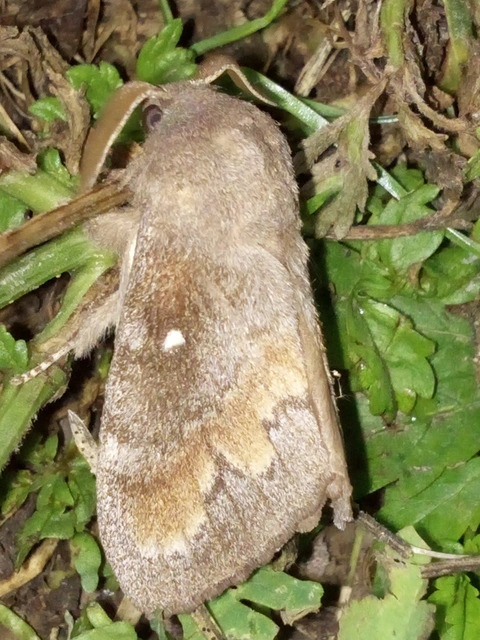 Dendrolimus pini - fenyőpohók