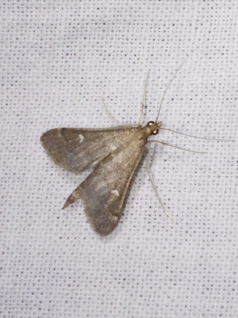 Dolicharthria punctalis - hosszúlábú tűzmoly