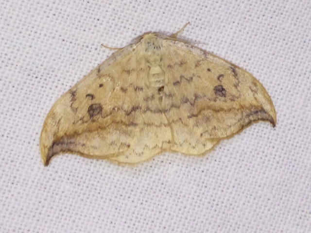 Drepana falcataria - nyárfa-sarlósszövő