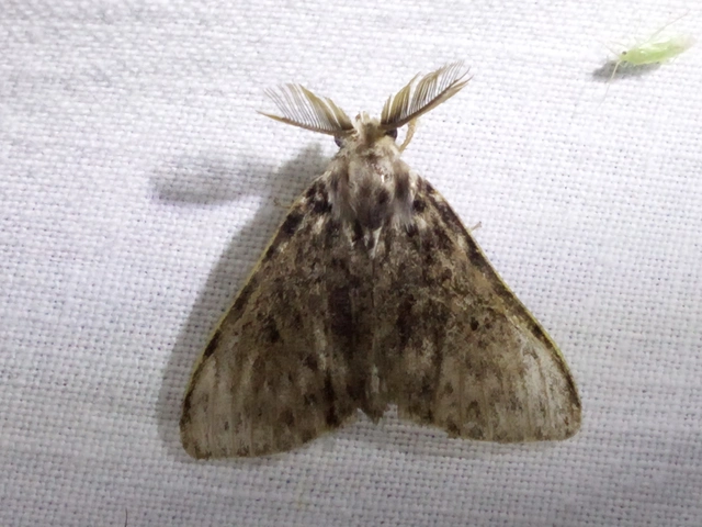 Lymantria dispar - gyapjaslepke