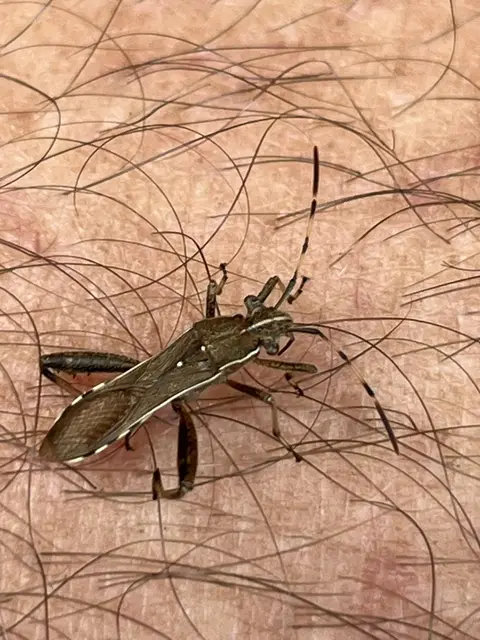 Camptopus lateralis - görbelábú karimáspoloska