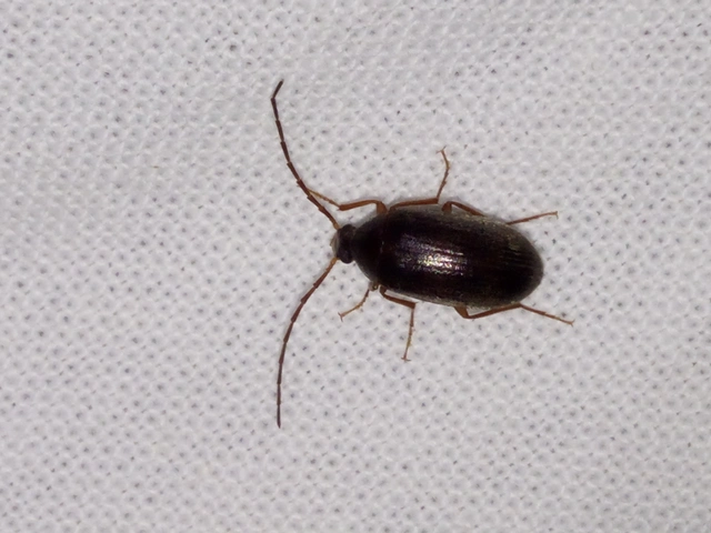 Hymenalia rufipes - rőtlábú alkonybogár