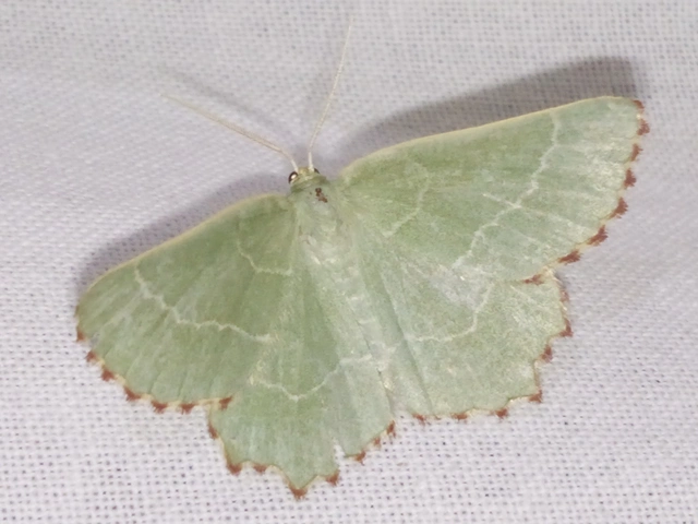 csipkésszélű zöldaraszoló - Thalera fimbrialis