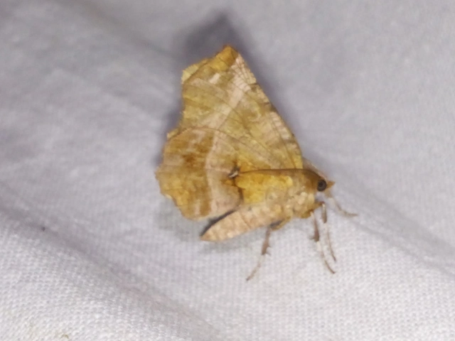 Selenia dentaria - kétfoltos holdasaraszoló