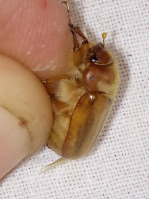 Amphimallon burmeisteri