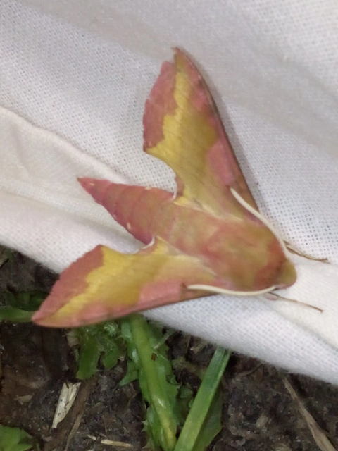 Deilephila porcellus - piros szender