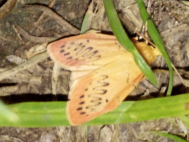 Miltochrista miniata - piros medvelepke