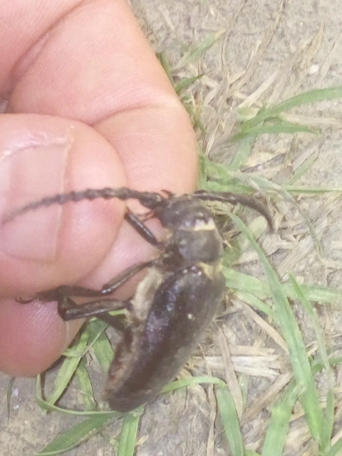 Prionus coriarius - csőszcincér