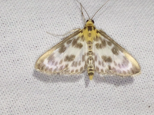 Anania hortulata - tarka csalánmoly