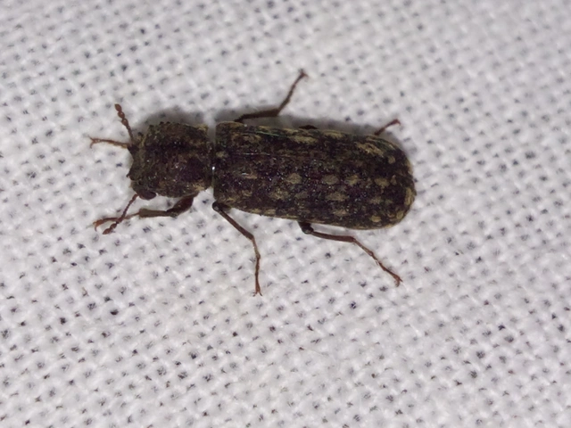 Lichenophanes varius - tarka csuklyásszú
