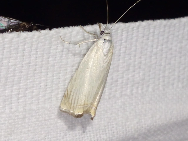 Chrysoteuchia culmella - kerti fűgyökérmoly