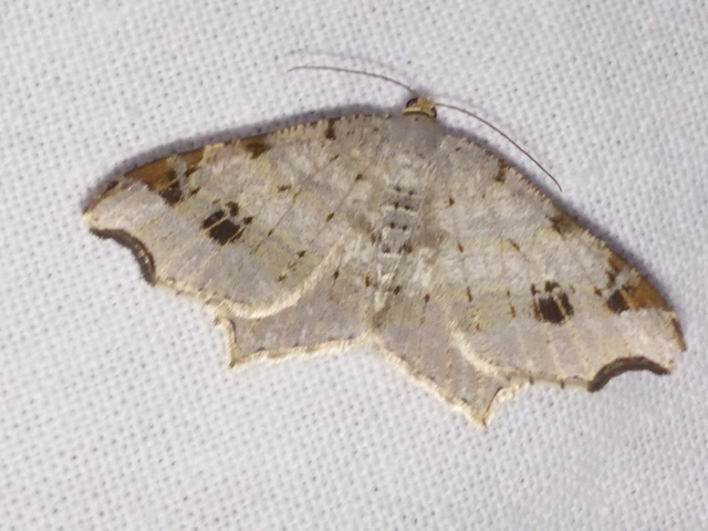 Macaria alternata - közönséges szürkearaszoló
