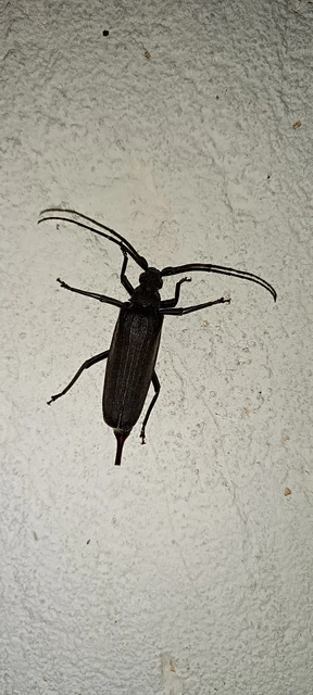 Aegosoma scabricorne - diófacincér