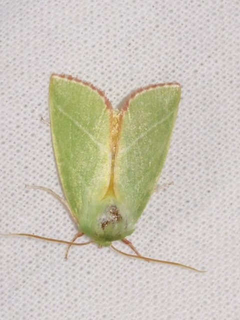 Pseudoips prasinana - bükkfa-zöldbagoly