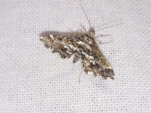 Diasemiopsis ramburialis - moszatpáfrány-tűzmoly
