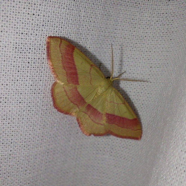 Rhodostrophia vibicaria - pirosszélű araszoló