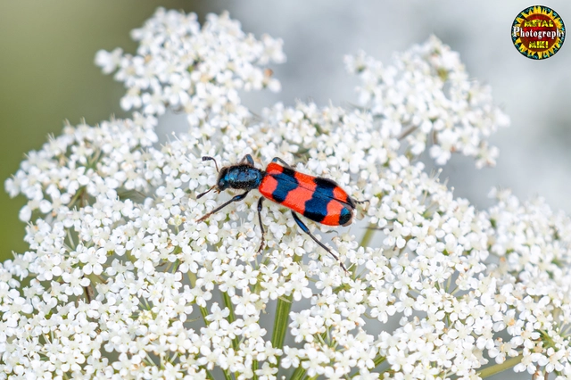 Trichodes apiarius - szalagos méhészbogár