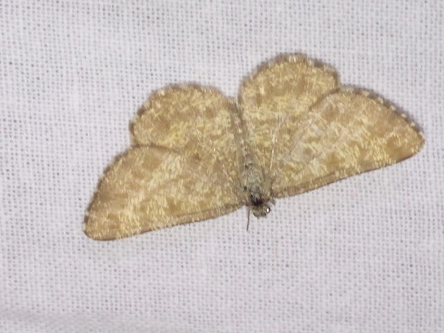 Ematurga atomaria - barna rétiaraszoló