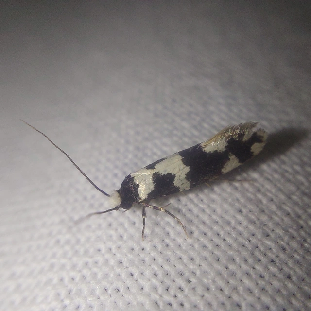 Neurothaumasia ankerella - magyarmoly