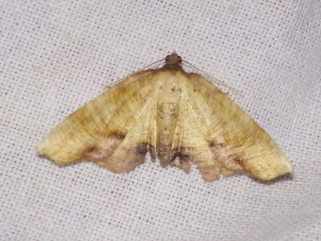 Plagodis dolabraria - baltaszárnyú araszoló